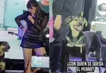 #VIDEO // ¡El mejor fan! Un perrito se roba el show durante concierto de Kudai en Bolivia