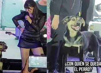 #VIDEO // ¡El mejor fan! Un perrito se roba el show durante concierto de Kudai en Bolivia