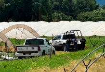 Localizan a pareja ejecutada en zona agrícola de Jacona