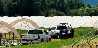 Localizan a pareja ejecutada en zona agrícola de Jacona