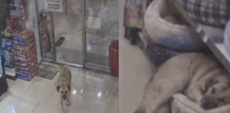 Pensaron que buscaba comida: perrita sin hogar entra a minisúper a dormir en una camita