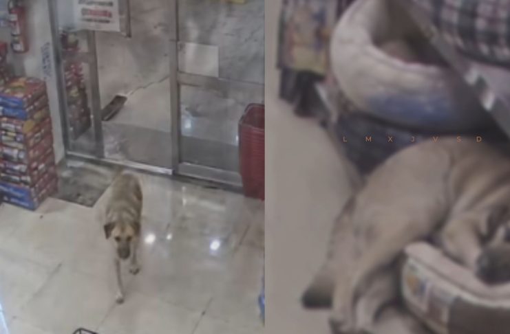 Pensaron que buscaba comida: perrita sin hogar entra a minisúper a dormir en una camita