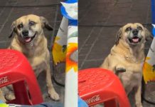 #VIDEO // Lomito sorprende al saludar a clientes en un puesto de tacos de Malinalco