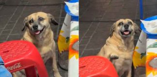 #VIDEO // Lomito sorprende al saludar a clientes en un puesto de tacos de Malinalco