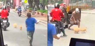 #VIDEO // Lomitos traviesos arman caos vehicular tras escaparse de su dueña