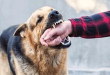 ¿Te mordió un perro? Esto es lo primero que debes hacer