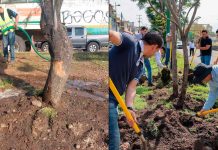 Secma cuida la supervivencia del arbolado replantado en las obras del Morebús
