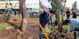 Secma cuida la supervivencia del arbolado replantado en las obras del Morebús