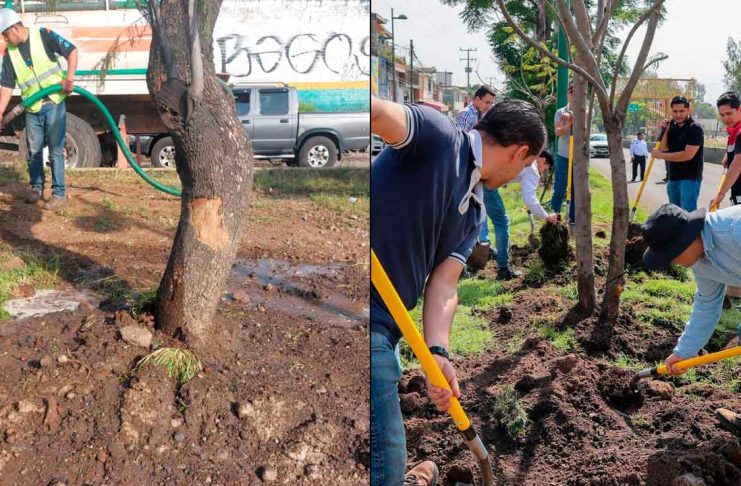 Secma cuida la supervivencia del arbolado replantado en las obras del Morebús