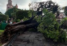 Suman nueve árboles caídos por lluvias en Morelia; tierra reblandecida provocó los derrumbes