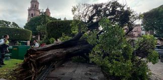 Suman nueve árboles caídos por lluvias en Morelia; tierra reblandecida provocó los derrumbes