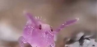 #VIDEO // El diminuto colémbolo que hace volteretas a una velocidad sorprendente