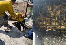 Protección Civil y Bomberos Morelia rescata a nueve patitos de una alcantarilla