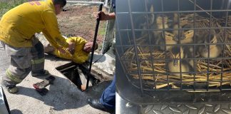 Protección Civil y Bomberos Morelia rescata a nueve patitos de una alcantarilla