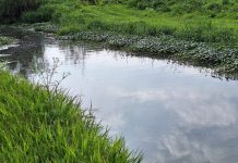 Mantiene OOAPAS bombeo permanente en drenes de Morelia tras lluvias; Río Grande al 55% y Río Chiquito al 25%