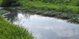 Mantiene OOAPAS bombeo permanente en drenes de Morelia tras lluvias; Río Grande al 55% y Río Chiquito al 25%