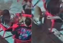 #VIDEO // Sujeto agrede con limón a perro en un establecimiento de Reynosa, Tamaulipas