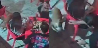 #VIDEO // Sujeto agrede con limón a perro en un establecimiento de Reynosa, Tamaulipas