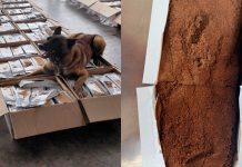 Aseguran más de una tonelada de presunta cocaína oculta en cargamento de café en el AICM