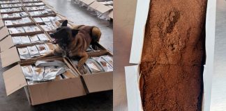 Aseguran más de una tonelada de presunta cocaína oculta en cargamento de café en el AICM