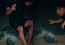 #VIDEO // Famoso influencer ucraniano aplasta a una tortuga marina en peligro de extinción en Omán