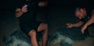 #VIDEO // Famoso influencer ucraniano aplasta a una tortuga marina en peligro de extinción en Omán