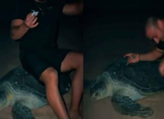 #VIDEO // Famoso influencer ucraniano aplasta a una tortuga marina en peligro de extinción en Omán
