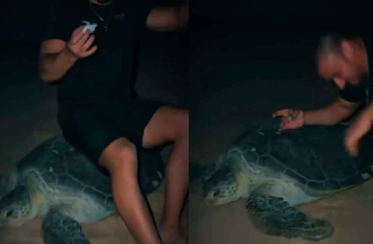 #VIDEO // Famoso influencer ucraniano aplasta a una tortuga marina en peligro de extinción en Omán