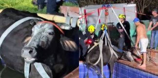 #VIDEO // Vaca de 500 kilos cae a una piscina y bomberos realizan rescate de casi tres horas