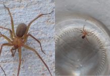 ¿Te mordió una araña violinista? Esto es lo que debes hacer para actuar a tiempo