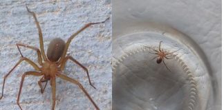 ¿Te mordió una araña violinista? Esto es lo que debes hacer para actuar a tiempo