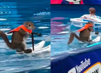 #VIDEO // Twiggy, la famosa ardilla surfista que roba miradas en la Feria Estatal de Alaska