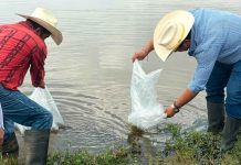 Proyecta Morelia más de 6 toneladas de pescado con siembra de 150 mil crías en zona norte