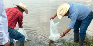 Proyecta Morelia más de 6 toneladas de pescado con siembra de 150 mil crías en zona norte