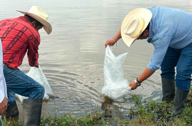 Proyecta Morelia más de 6 toneladas de pescado con siembra de 150 mil crías en zona norte