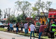 Con la replantación de 4 jacarandas, avanza plan ambiental del Morebús
