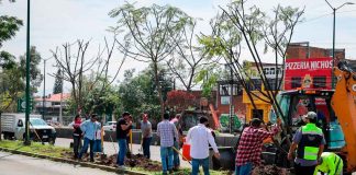 Con la replantación de 4 jacarandas, avanza plan ambiental del Morebús