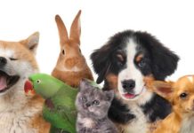 Senado aprueba nueva Ley de Bienestar Animal: esto contempla para mascotas y sus cuidadores