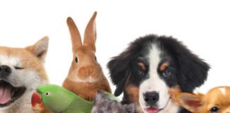 Senado aprueba nueva Ley de Bienestar Animal: esto contempla para mascotas y sus cuidadores