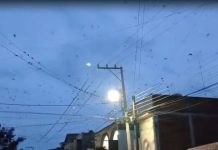 #VIDEO // Avistan parvada de golondrinas en la colonia moreliana Lomas del Valle