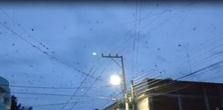 #VIDEO // Avistan parvada de golondrinas en la colonia moreliana Lomas del Valle