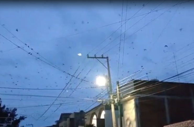 #VIDEO // Avistan parvada de golondrinas en la colonia moreliana Lomas del Valle