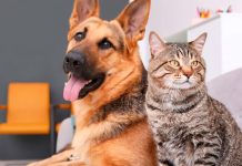 Morelia tendrá primer Adopta Fest con perros y gatos en busca de hogar