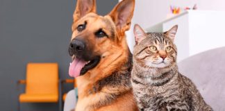 Morelia tendrá primer Adopta Fest con perros y gatos en busca de hogar