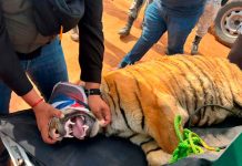 Fuerzas federales hallan 2 tigres de Bengala abandonados en un corral de Coalcomán