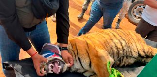 Fuerzas federales hallan 2 tigres de Bengala abandonados en un corral de Coalcomán