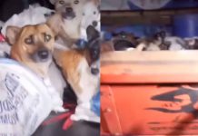 #VIDEO // Se viraliza el rescate de 226 perros hacinados en un camión rumbo al matadero en Indonesia