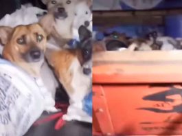 #VIDEO // Se viraliza el rescate de 226 perros hacinados en un camión rumbo al matadero en Indonesia