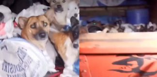 #VIDEO // Se viraliza el rescate de 226 perros hacinados en un camión rumbo al matadero en Indonesia