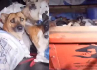 #VIDEO // Se viraliza el rescate de 226 perros hacinados en un camión rumbo al matadero en Indonesia